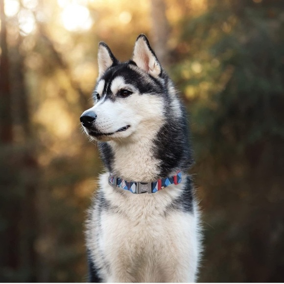 VRpaws Adjustable dog leash and collar new - Picture 3 of 9